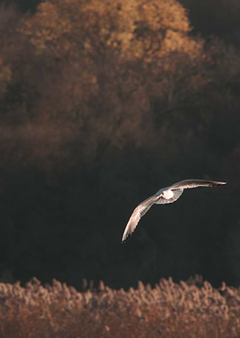 Seagull in flight over reeds