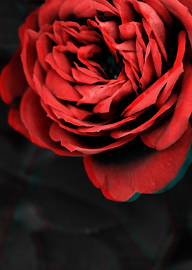 Glitch Roses - Silent Echo