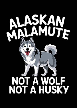 Alaskan Malamute Not A Wolf