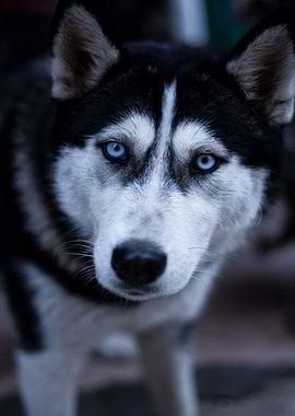 Close-up of a Husky with Blue Eyes