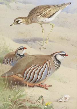 Birds in a sandy landscape painting