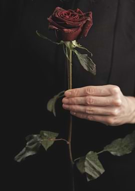 Dark Red Rose Held in Hand