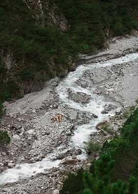 Mountain River with Deer Carcasses