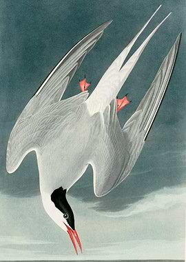 Bird diving illustration