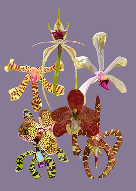 Arachnis Orchids