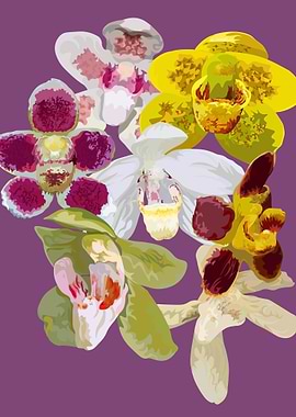 Chiloschista Orchids