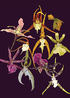Brassia Orchids