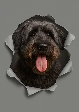 Bouvier des flandres Dog