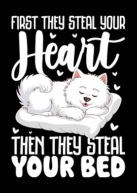 Dog Steals Heart and Bed Samoyed