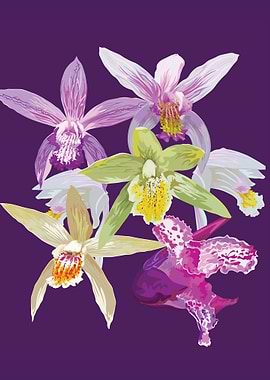 Bletilla Orchids