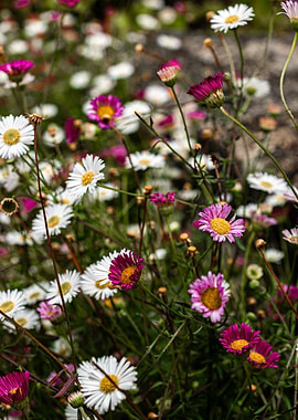 Field of Daisies with Pink Accents