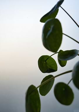 Pilea peperomioides plant close-up