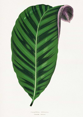 Calathea Zebrina Leaf Illustration