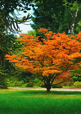 Autumn Tree in a Green Meadow