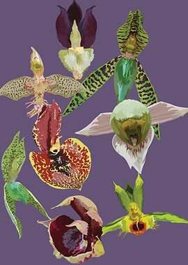 Catasetum Orchids