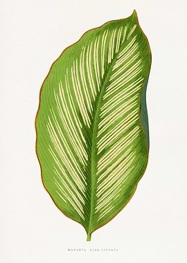 Maranta Alba-Lineata Leaf Illustration