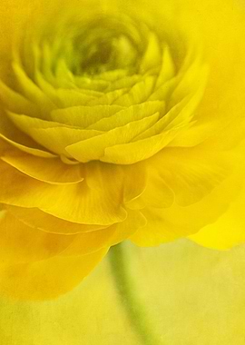 Yellow Flower Close-Up