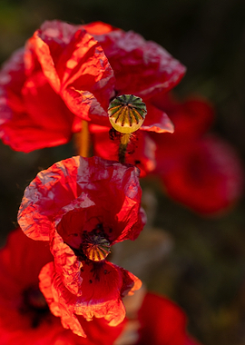 Red Poppies in Bloom