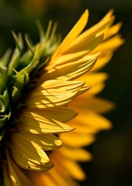 Sunflower Close-Up