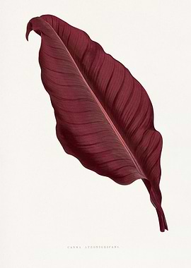 Canna Stronichicans Leaf Illustration