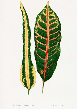 Codixium Irregulare Botanical Illustration