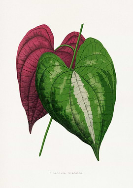 Dioscorea Discolor Leaf Botanical Illustration