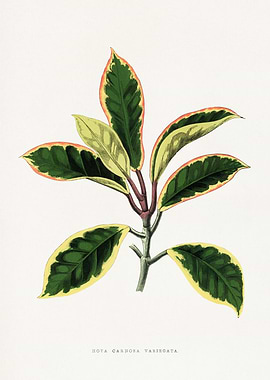 Hoya Carnosa Variegata Botanical Illustration