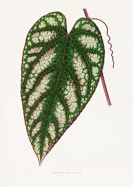Cissus Discolor Leaf Illustration
