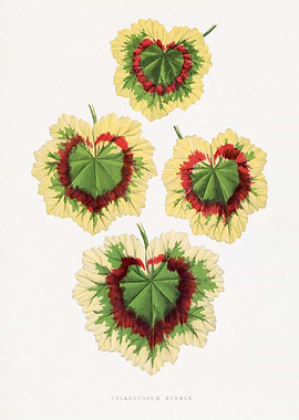 Pelargonium Zonale Leaves Botanical Illustration