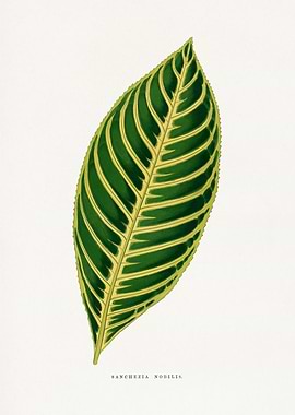 Sanchezia Nobilis Leaf Illustration