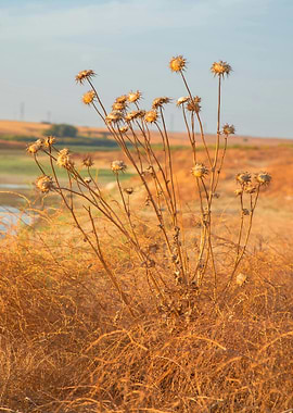 Dry Thistle Field Landscape