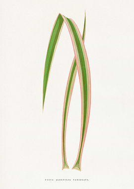Yucca Aloefolia Variegata Illustration