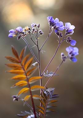 Delicate Purple Flowers and Golden Leaves