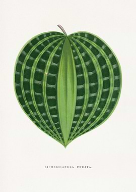 Dichorisandra Undata Leaf Illustration