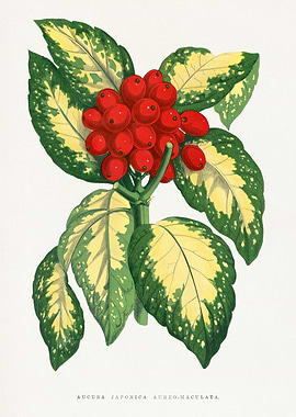 Aucuba Japonica Aureo-Maculata Botanical Illustration