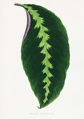 Maranta Warscewiczii Leaf Illustration