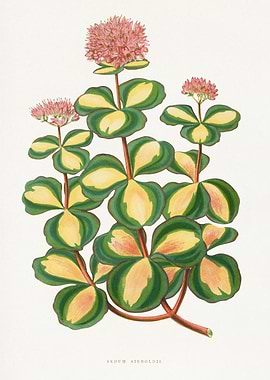 Sedum Sieboldii Botanical Illustration