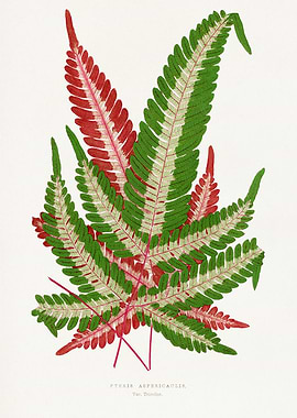 Pteris Aspericaulis Fern Botanical Illustration