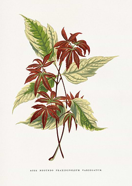 Acer Negundo Fraxinifolium Variegatum Illustration