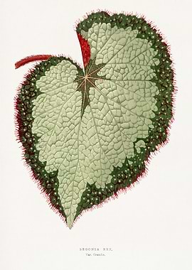 Begonia Rex Botanical Illustration