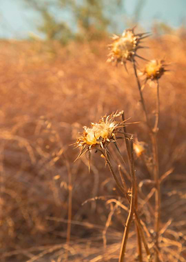 Dried Thistle in Field