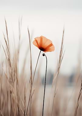 Solitary Poppy in a Field