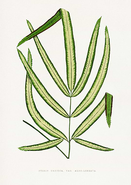 Pteris Cretica Var. Alba-Lineata Illustration