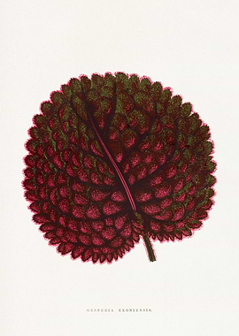 Gesneria Exoniensis Leaf Illustration