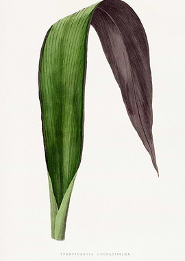 Tradescantia Odoratissima Leaf Illustration