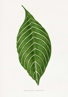 Aphelandra Leopoldii Leaf Illustration