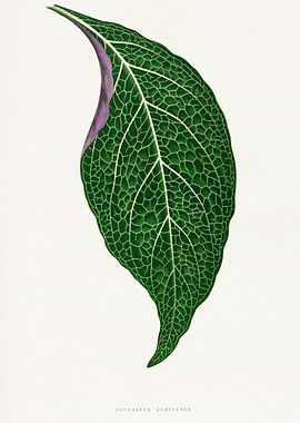 Adelaster Albivenis Leaf Illustration
