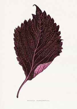 Perilla Nankinensis Leaf Illustration