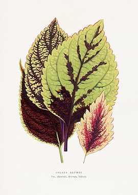 Coleus blumei botanical illustration