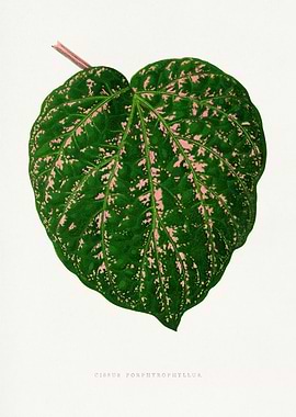 Cissus Porphyrophyllus Leaf Illustration